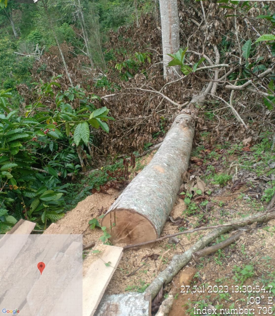 Illegal Logging Di Register 44 B Pekon Pagar Dewa Kecamatan Pagar Dewa Kabupaten Lampung Barat