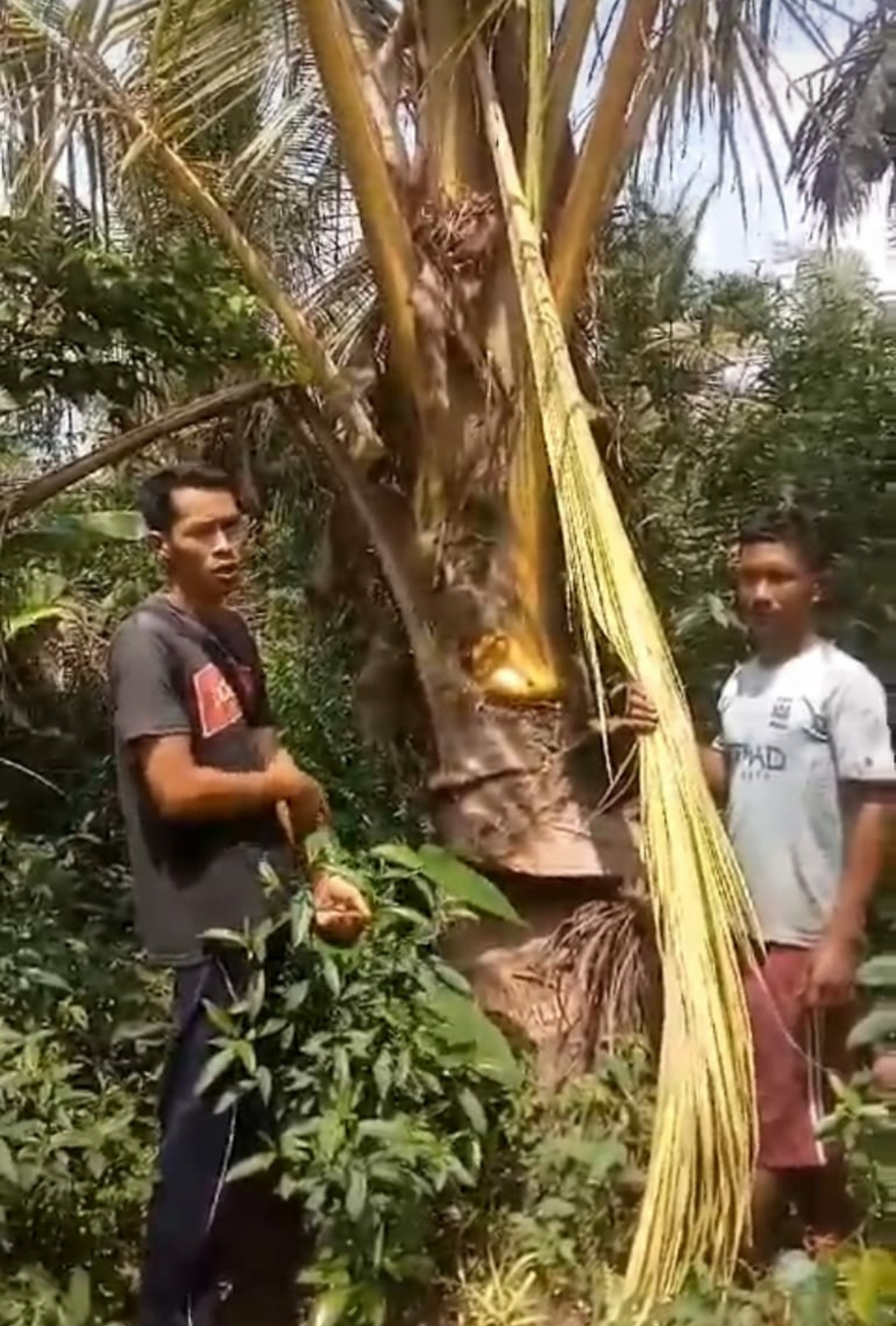 Berulah, Serangan Hama Kumbang yang Diduga Berasal dari PT. GIN Rusak Kebun Kelapa Masyarakat Desa Bantaiyan